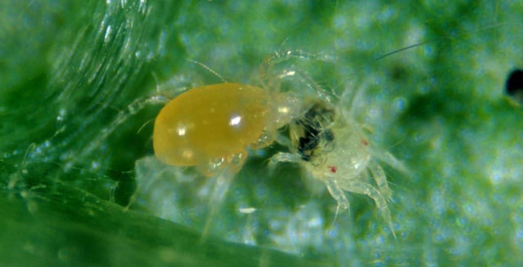 How To Wage War On The Two Spotted Spider Mite In Rose Growing Lessons Learnt From Biological Control Scarab Solutions