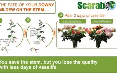 How to keep control of your greenhouse to combat Downy Mildew on rose stems