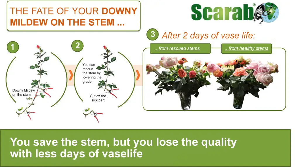 How to keep control of your greenhouse to combat Downy Mildew on rose stems