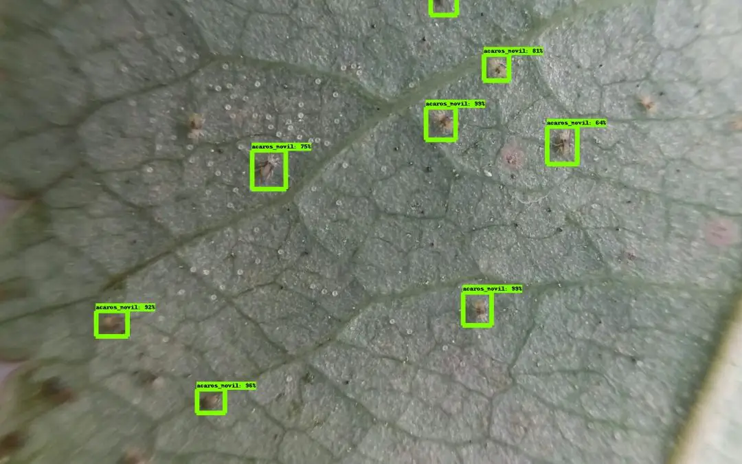 Humans still crucial as AI image analysis for crop pest and disease management has a long way to go