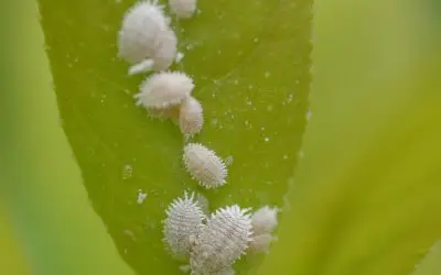 How to tackle Mealybug infestations in rose greenhouses – and why early intervention is a must