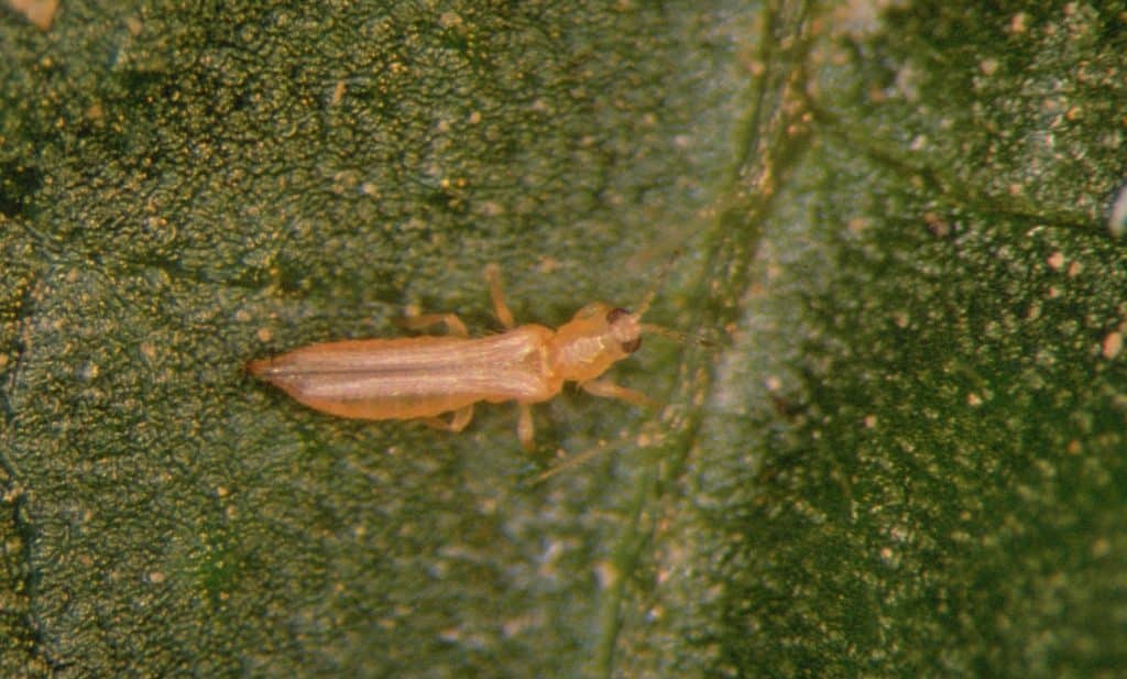 Striking back against thrips: Prevention strategies to regain the greenhouse  | Scarab-Solutions