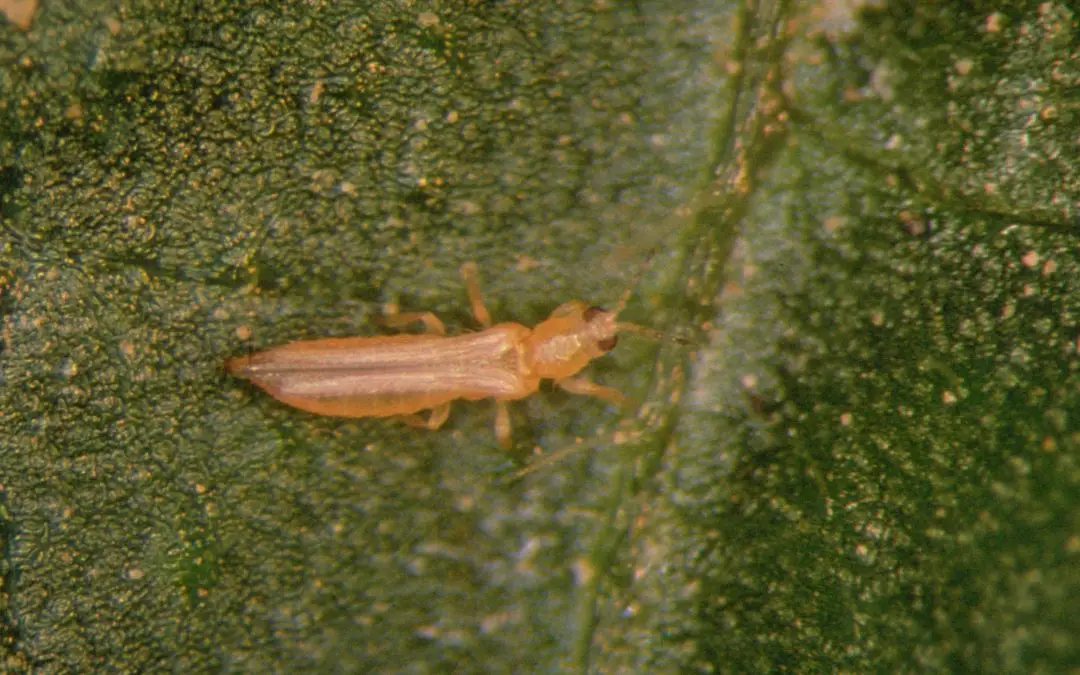 Striking back against thrips: Prevention strategies to regain the greenhouse