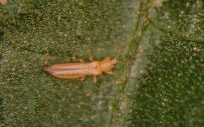 Striking back against thrips: Prevention strategies to regain the greenhouse
